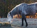 Backlit Horse_10807